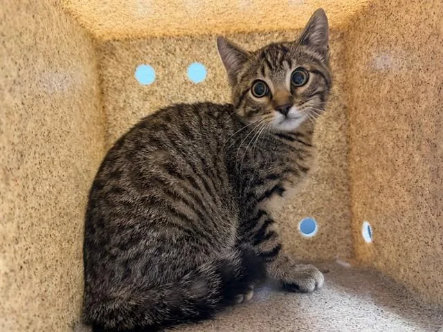 A baby small-sized male Domestic Short Hair cat named Ukulele for adoption in Ames, IA