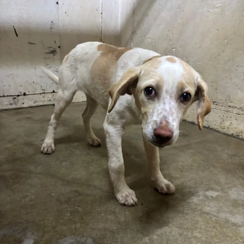 A baby small-sized female White / Cream Beagle dog named Tulip for adoption in Falmouth, KY