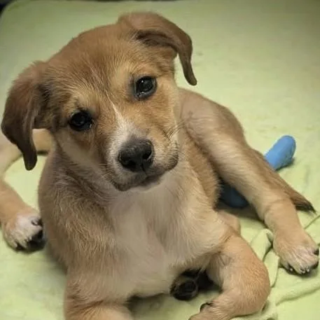 Piper