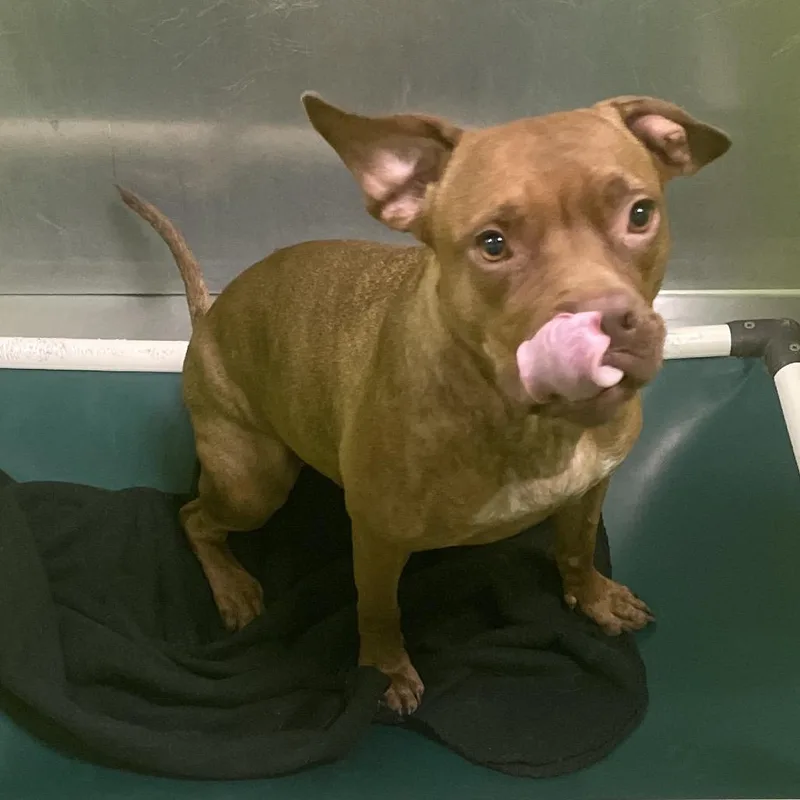 An adult small-sized female Pit Bull Terrier dog named Callisto On for adoption in Spokane, WA