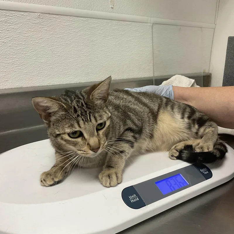 An adult medium-sized female Brown / Chocolate Domestic Short Hair cat named Stray for adoption in Henderson, NV