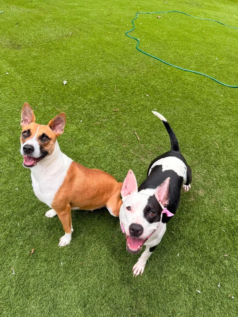 An adult medium-sized female White / Cream American Staffordshire Terrier dog named Daisy for adoption in Spring, TX