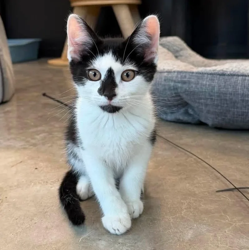 A young medium-sized male Black Domestic Short Hair cat named Doritos Locos Tacos for adoption in Evanston, IL