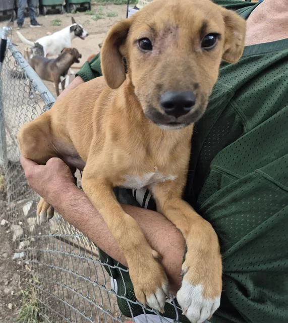 A young small-sized female Labrador Retriever dog named Mammoth for adoption in San Antonio, TX