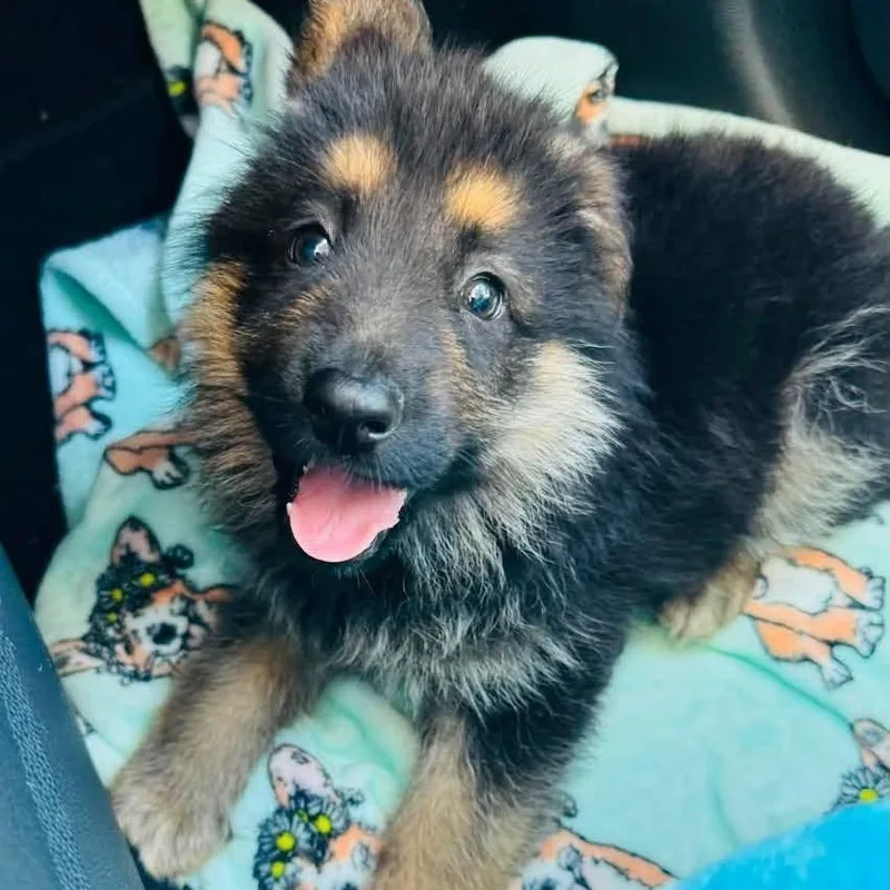 A baby large-sized male Tricolor (Brown, Black, & White) German Shepherd Dog dog named Tater for adoption in Hilton, NY