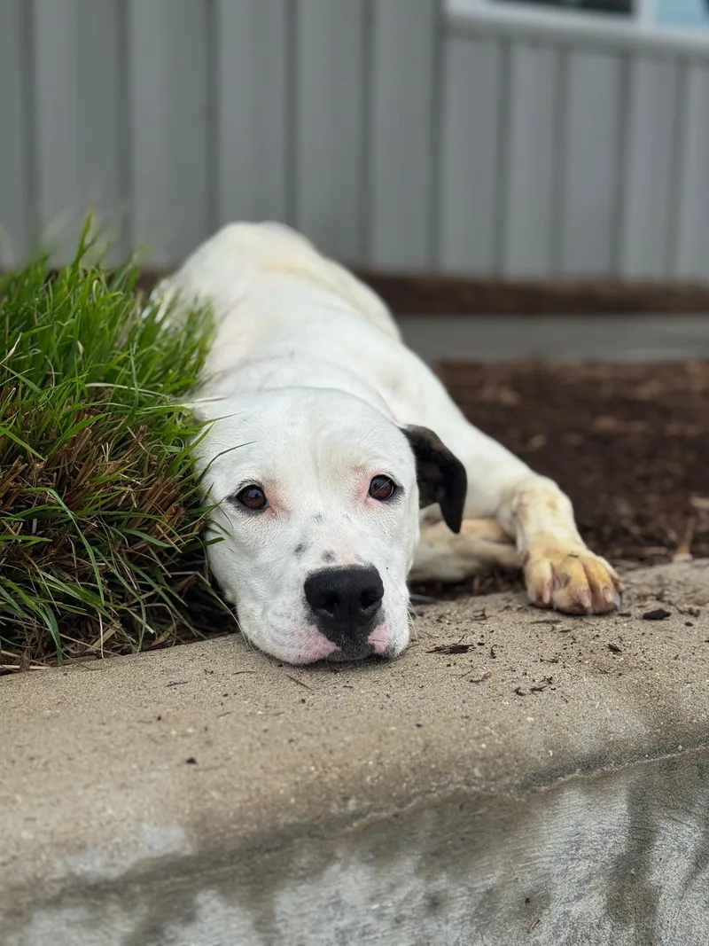 A baby medium-sized female White / Cream Pit Bull Terrier dog named Jojo for adoption in Benton Harbor, MI
