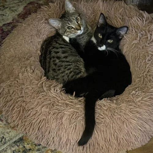 A baby small-sized female Domestic Long Hair cat named Dex for adoption in Tampa, FL