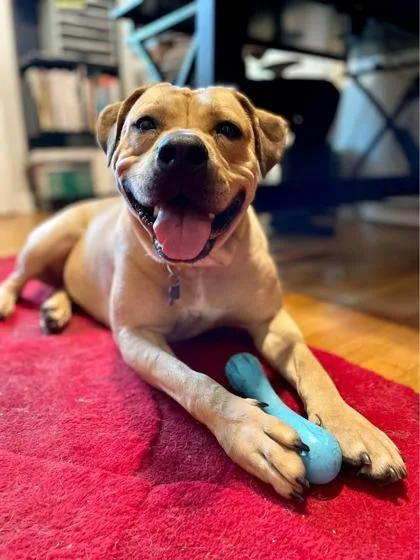 An adult large-sized female Mixed Breed dog named Chilly Win for adoption in Chamblee, GA