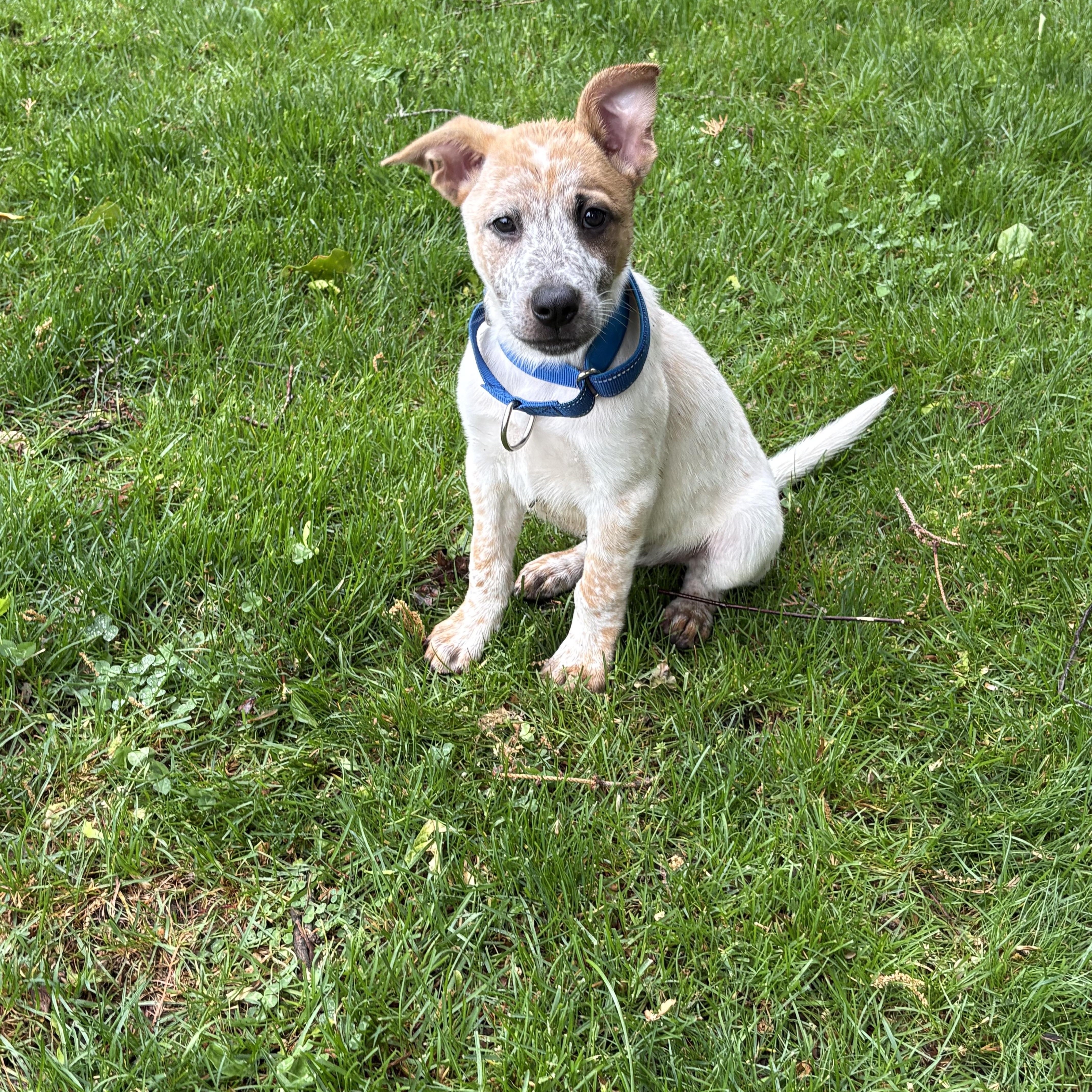 A baby medium-sized male Merle (Red) Australian Cattle Dog / Blue Heeler dog named Willie And Waylon for adoption in Wanaque, NJ