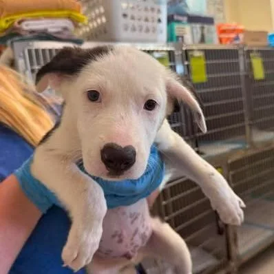 A baby small-sized male White / Cream Shepherd dog named Toby for adoption in Austin, TX
