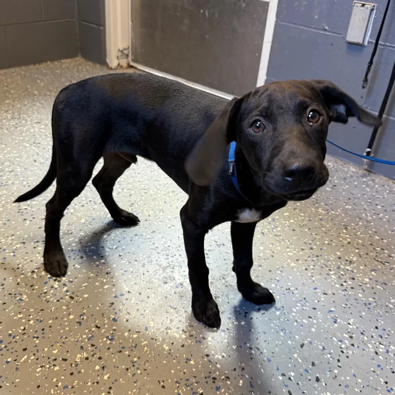 A baby medium-sized male Black Hound dog named TUSCStray for adoption in Tuscaloosa, AL