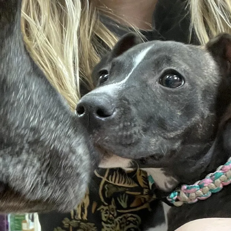 A baby small-sized female Black Hound dog named Martha for adoption in Henderson, KY