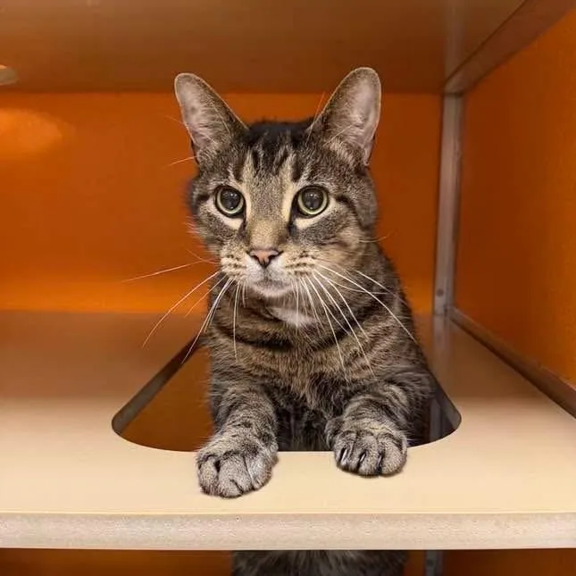 A senior medium-sized male Tabby (Brown / Chocolate) Domestic Short Hair cat named Ike for adoption in Elyria, OH