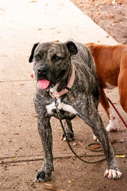 An adult large-sized female Brindle Mixed Breed dog named Willet for adoption in Cincinnati, OH