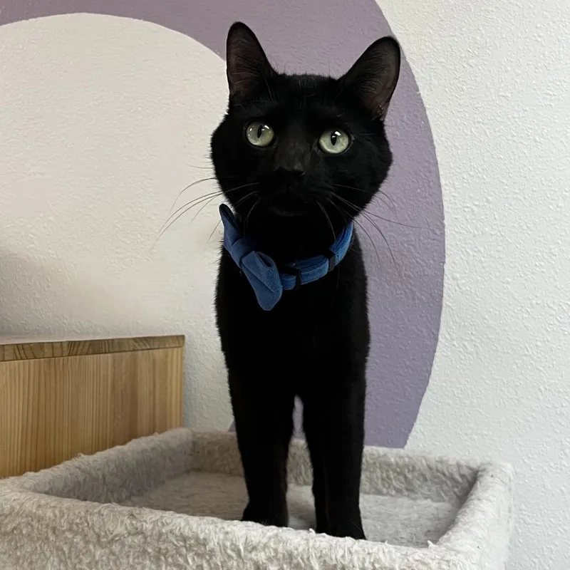 A young medium-sized male Black Domestic Short Hair cat named Inky for adoption in Yucca Valley, CA