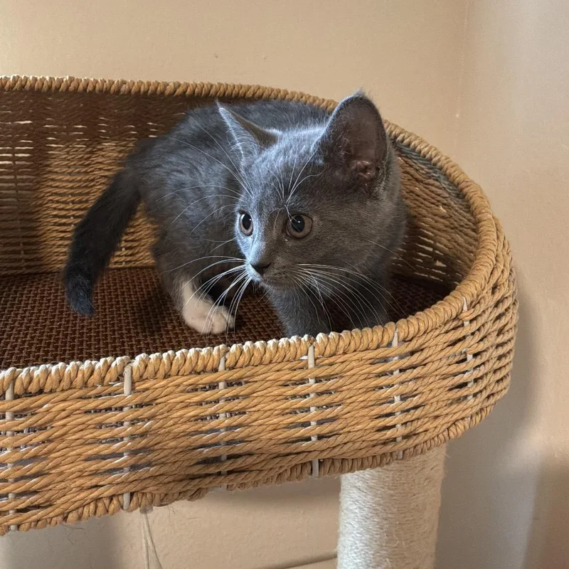 A baby small-sized female Domestic Short Hair cat named Dolly Purrton for adoption in Tacoma, WA