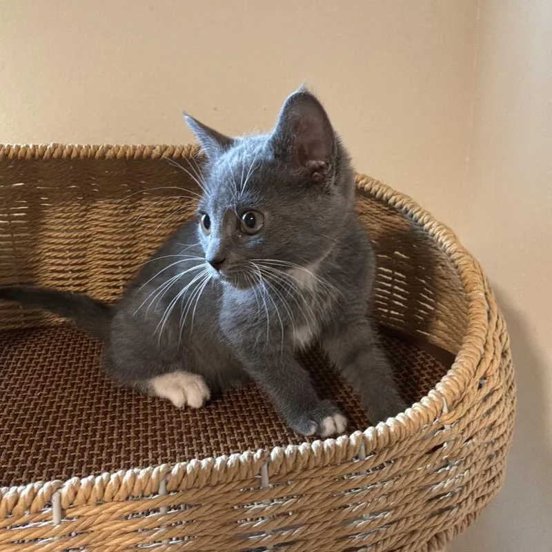 Dolly Purrton thumbnail 2