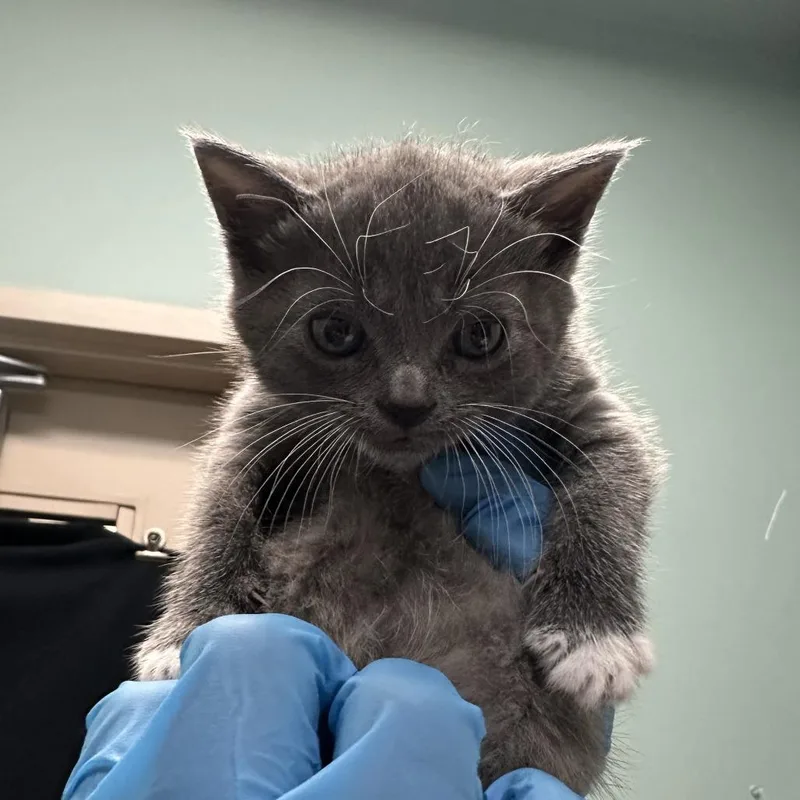 Dolly Purrton thumbnail 3
