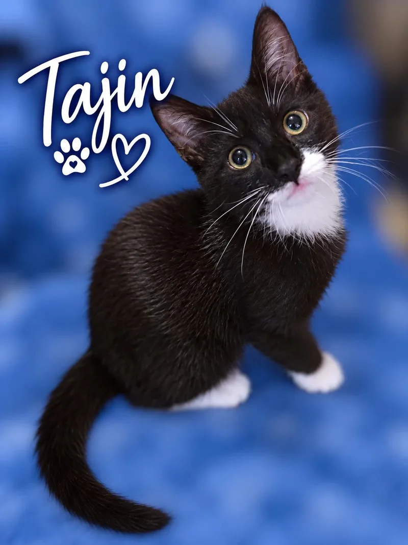 A young medium-sized male Domestic Short Hair cat named Tajin for adoption in Delmar, NY