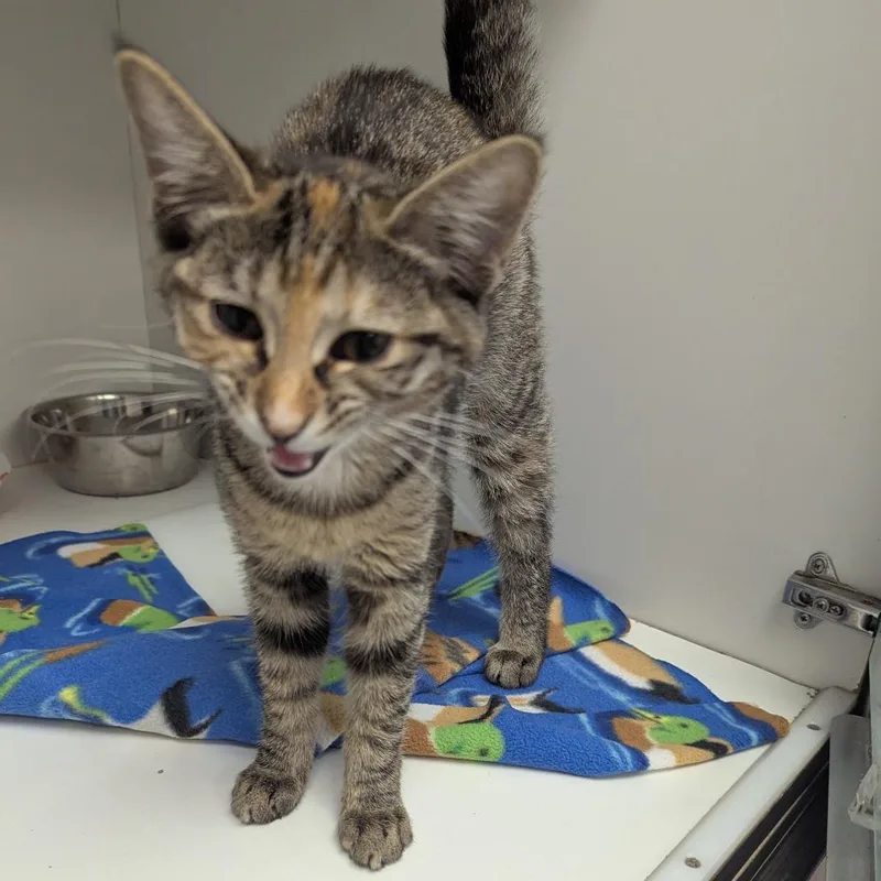 A baby small-sized female Torbie Domestic Short Hair cat named Venus for adoption in Jeffersonville, IN