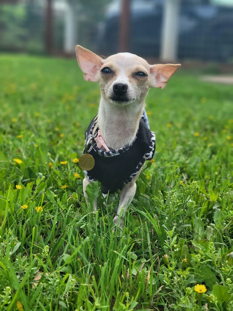 Jillybean