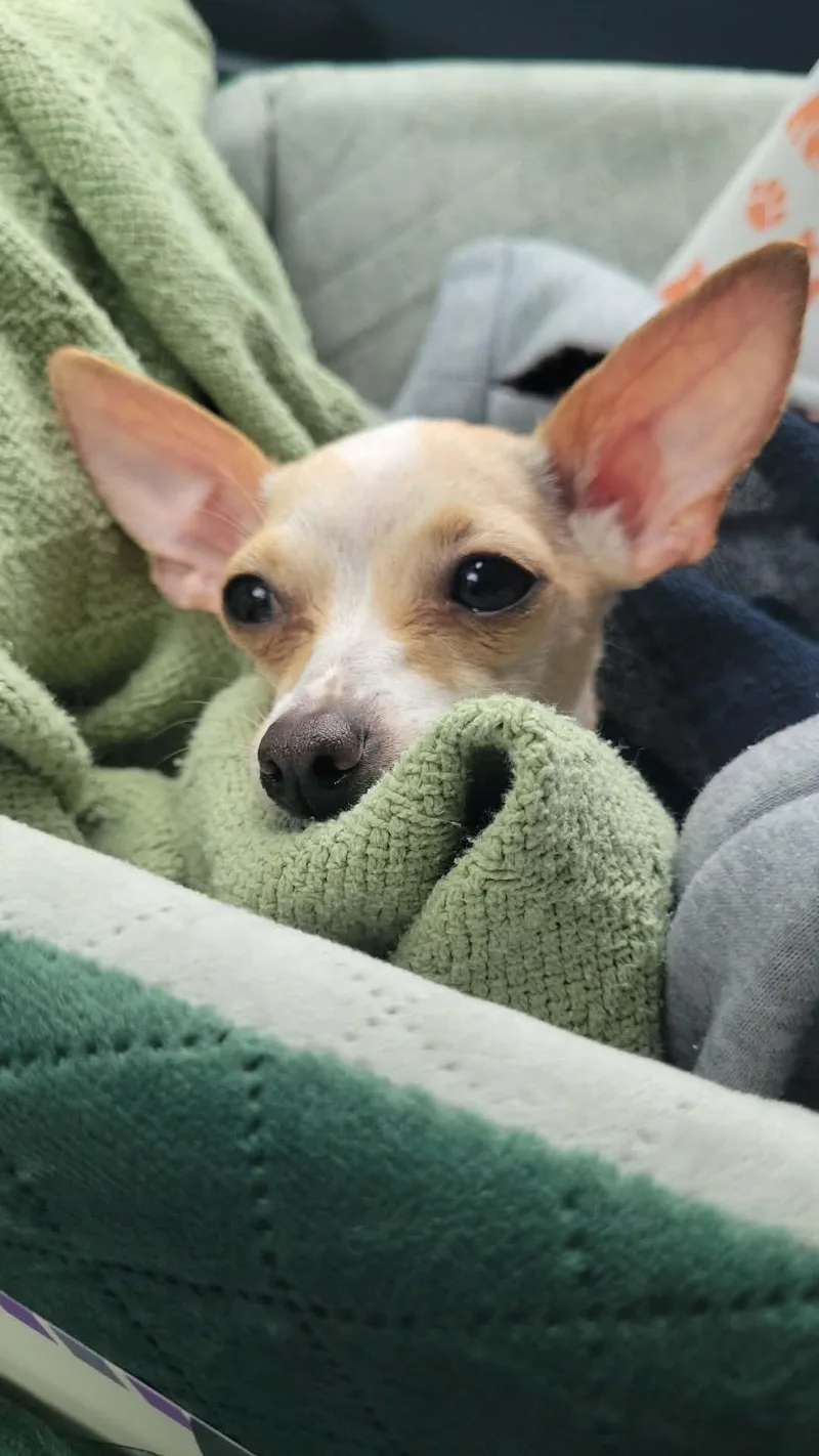 Jillybean thumbnail 2