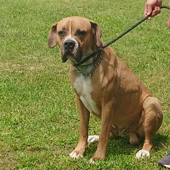 An adult extra large-sized male Boerboel dog named Koda for adoption in Flintstone, MD