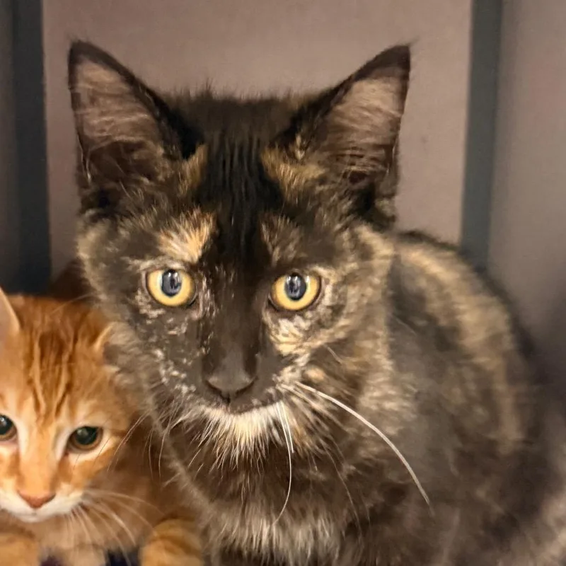 A baby small-sized female Tortoiseshell Domestic Short Hair cat named Rebar for adoption in Evansville, IN