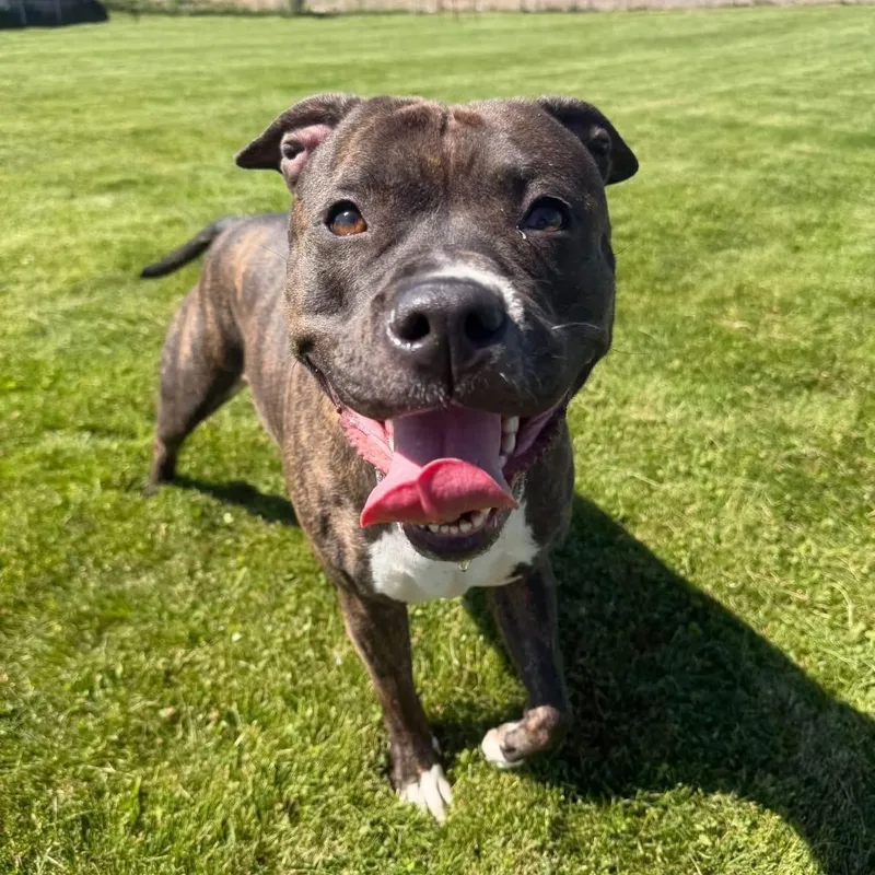 An adult medium-sized female American Bully dog named Maggie Mae for adoption in Prineville, OR