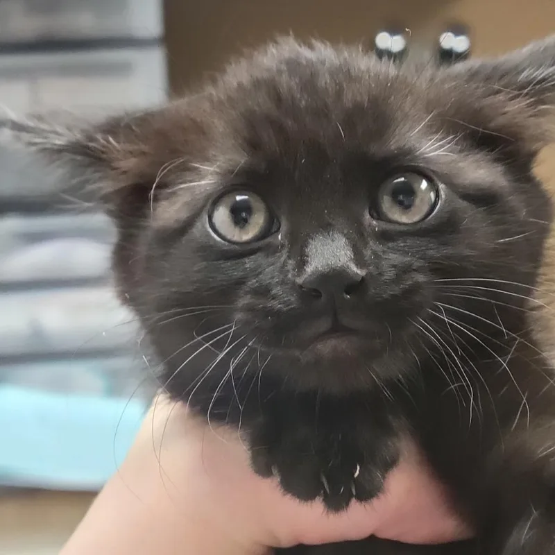 A baby small-sized female Domestic Short Hair cat named Miracle Berry for adoption in Milan, IL