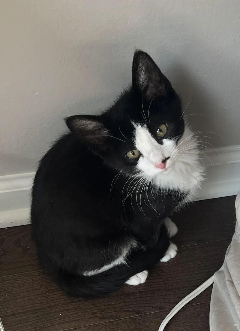 A young medium-sized female Black & White / Tuxedo Tuxedo cat named Sandy Cheeks for adoption in Wheeling, IL