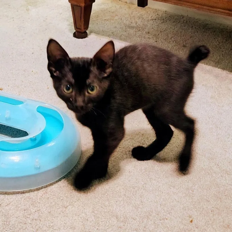 A baby small-sized male Black Domestic Short Hair cat named Torte for adoption in Dearborn, MI
