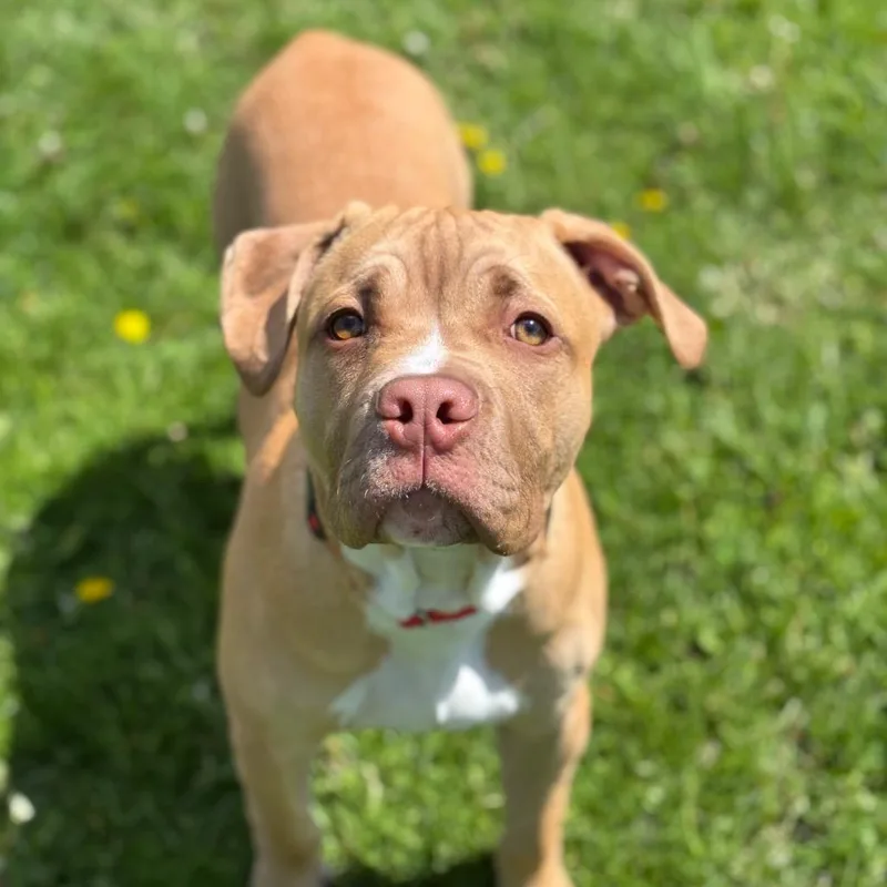 A young medium-sized male Yellow / Tan / Blond / Fawn Mastiff dog named Bubbles for adoption in Brookfield, WI