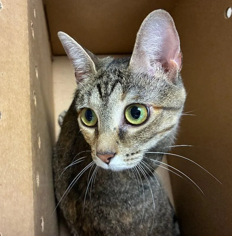 An adult medium-sized female Tabby (Brown / Chocolate) Domestic Short Hair cat named Oyster for adoption in Cincinnati, OH