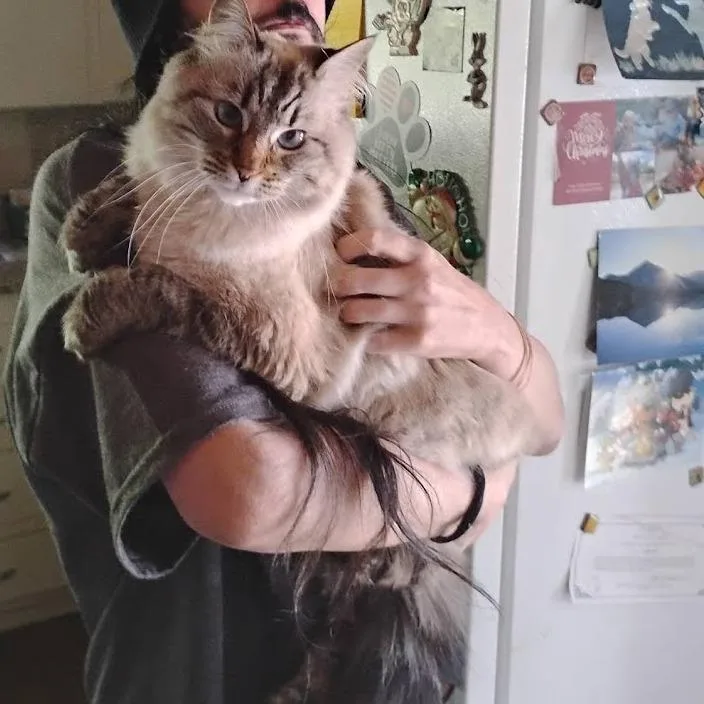 An adult medium-sized female Siamese cat named Little One for adoption in Mount Shasta, CA