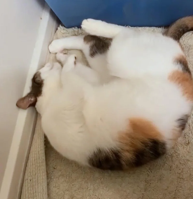 Phoebe   Offered thumbnail 2