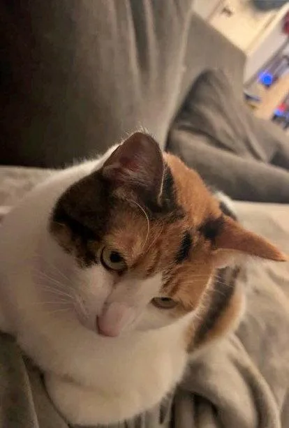 Phoebe   Offered thumbnail 3