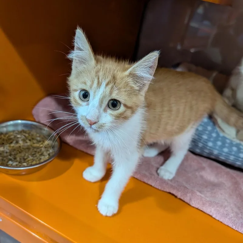 A baby medium-sized male Orange & White Domestic Short Hair cat named Clyde for adoption in Cape Girardeau, MO