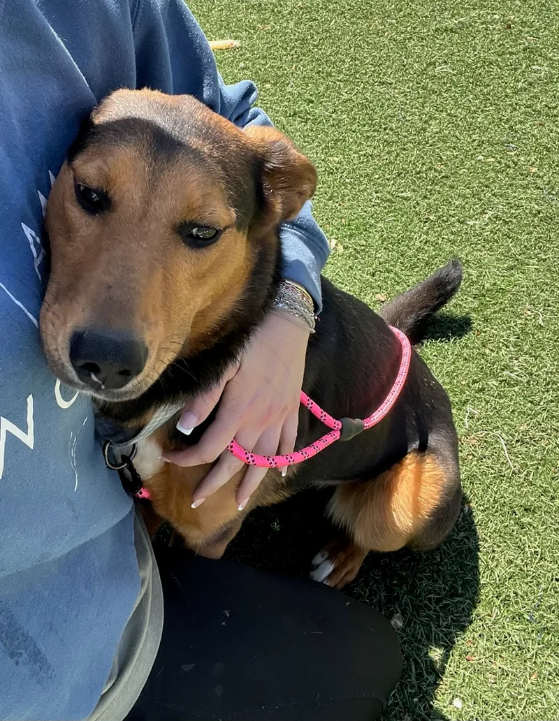 Shelly The Silly thumbnail 2