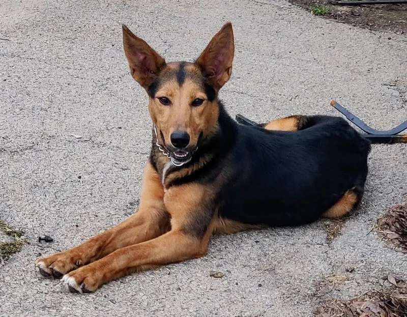 Shelly The Silly thumbnail 3