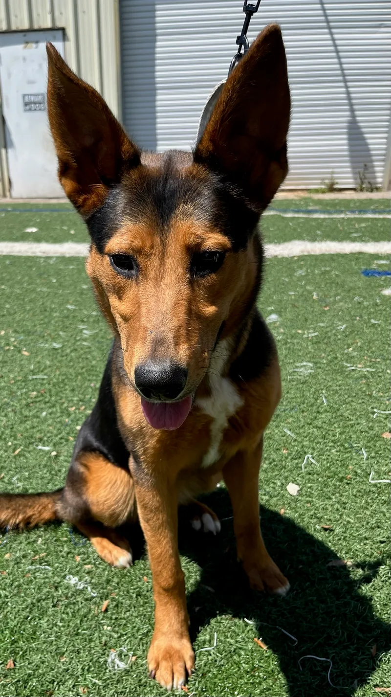 Shelly The Silly thumbnail 4