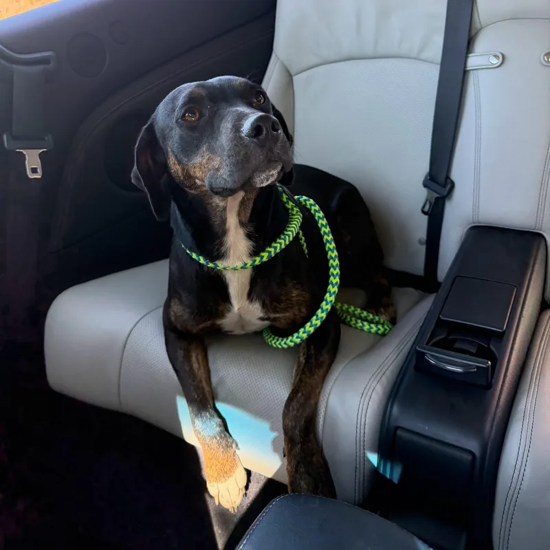 A young medium-sized female Black Shepherd dog named Wasabi Looking for a for adoption in Andover, MA
