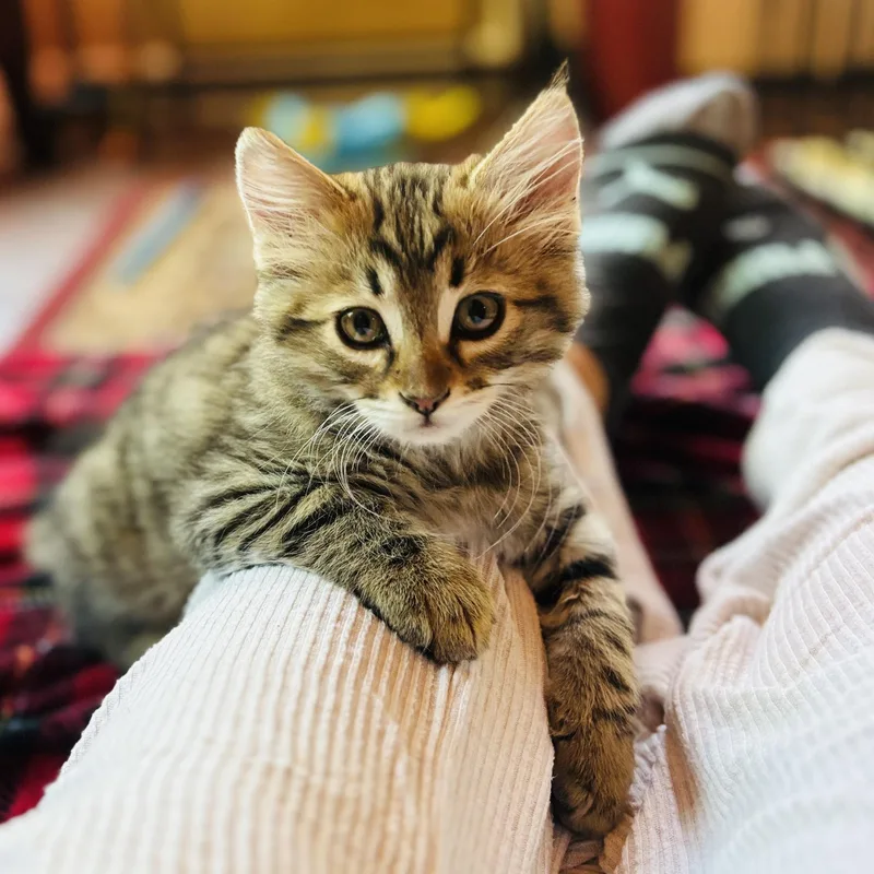 A baby medium-sized male Tabby (Buff / Tan / Fawn) Tabby cat named Charlie for adoption in Sacramento, CA