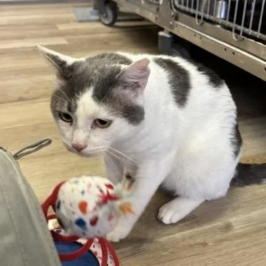 An adult large-sized male Gray & White Domestic Short Hair cat named Newt for adoption in Braintree, MA