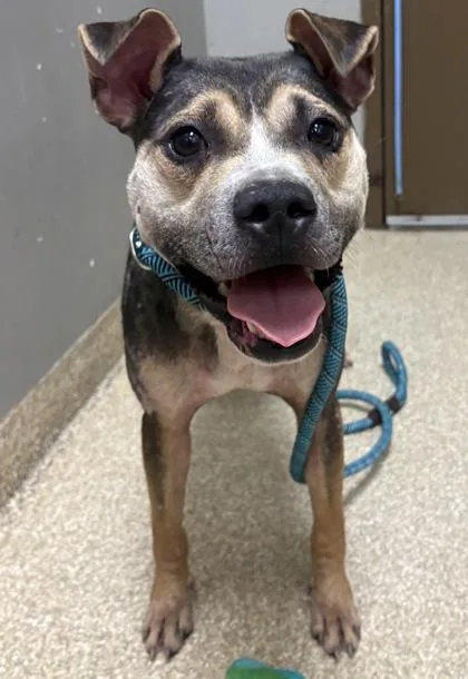 An adult small-sized male Mixed Breed dog named Tater for adoption in Munster, IN