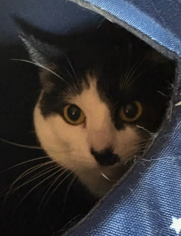 Dottie