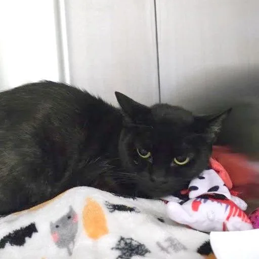 A young medium-sized female Domestic Short Hair cat named Luna for adoption in Austin, TX