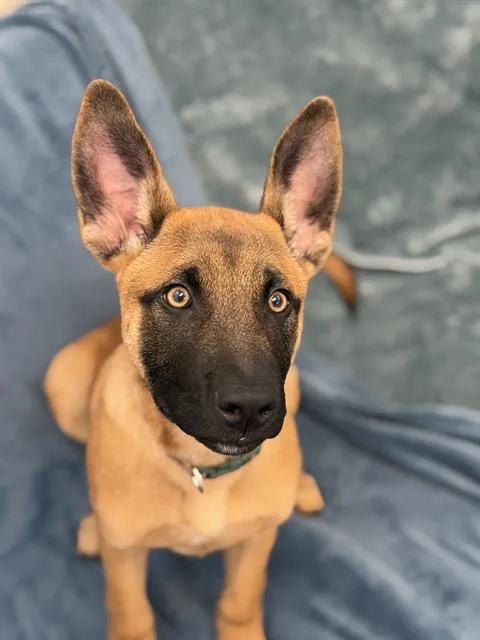 A baby small-sized male Belgian Shepherd / Malinois dog named Flex for adoption in Fort Wayne, IN
