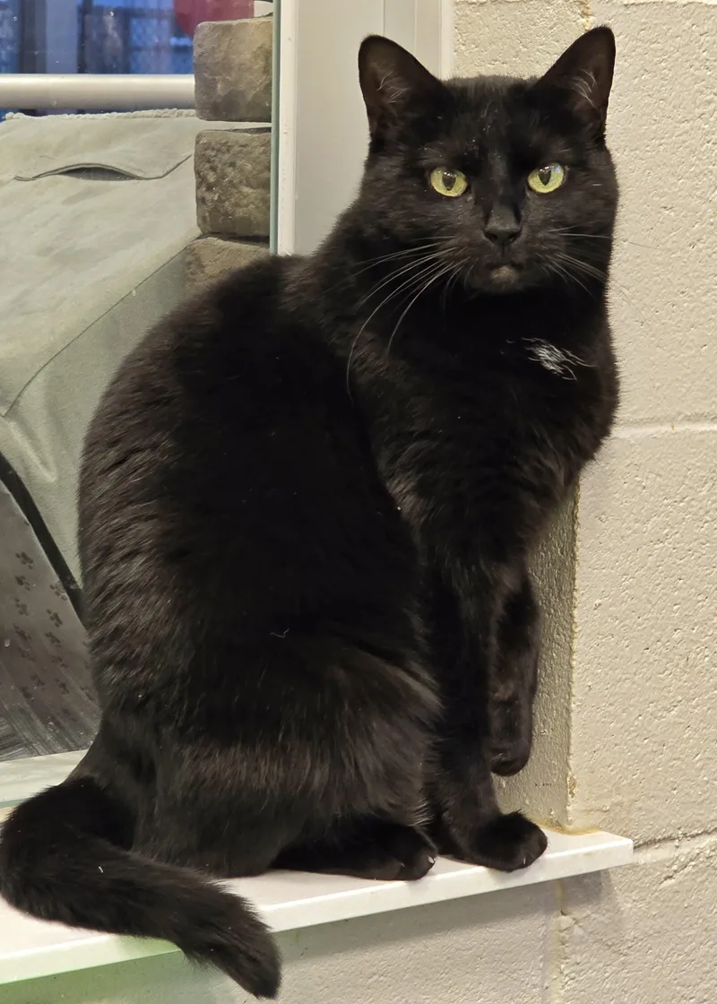 An adult large-sized female Black Domestic Short Hair cat named Kia for adoption in Amityville, NY