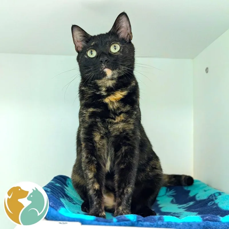A young medium-sized female Tortoiseshell Domestic Short Hair cat named Mocha for adoption in Toledo, OH